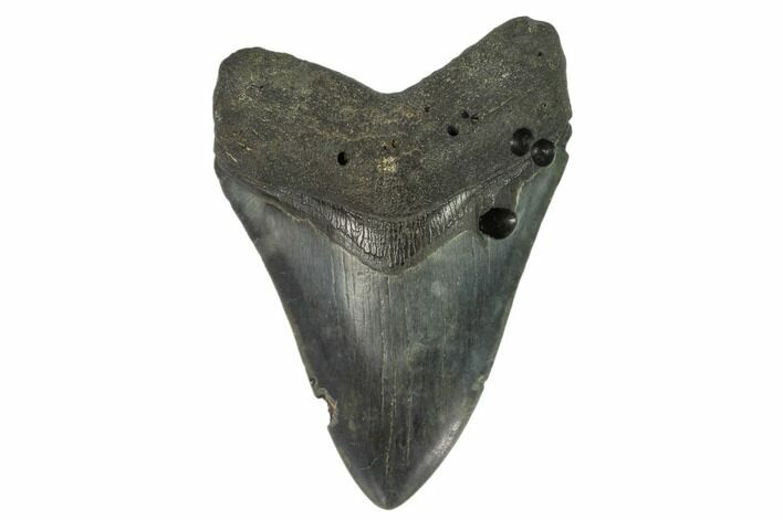 Fossil Megalodon Tooth - South Carolina #124534